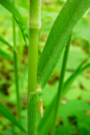 Bromus benekenii \ Raue Wald-Trespe, Benekens Wald-Trespe / Beneken's Brome, D Hockenheim 10.5.2015