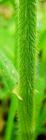 Bromus benekenii \ Raue Wald-Trespe, Benekens Wald-Trespe / Beneken's Brome, D Hockenheim 10.5.2015