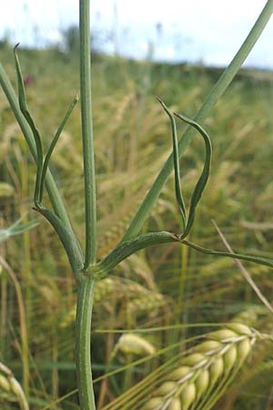 Bunium bulbocastanum \ Gewhnliche Erdkastanie, Knollen-Kmmel / Great Pignut, D Neuleiningen 15.6.2016