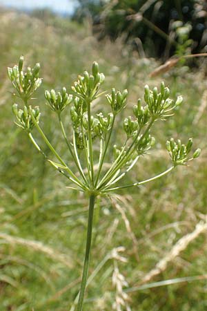 Bunium bulbocastanum \ Gewhnliche Erdkastanie, Knollen-Kmmel / Great Pignut, D Weinheim an der Bergstraße 18.6.2017