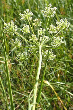 Bunium bulbocastanum \ Gewhnliche Erdkastanie, Knollen-Kmmel / Great Pignut, D Weinheim an der Bergstraße 19.6.2017