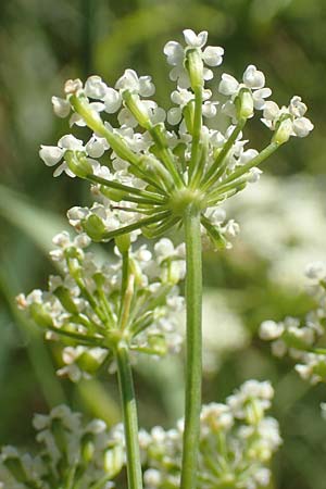 Bunium bulbocastanum \ Gewhnliche Erdkastanie, Knollen-Kmmel / Great Pignut, D Weinheim an der Bergstraße 19.6.2017