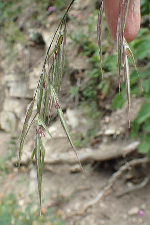 Bromus benekenii \ Raue Wald-Trespe, Benekens Wald-Trespe, D Spaichingen 26.6.2018