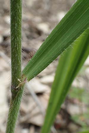 Bromus benekenii / Beneken's Brome, D Spaichingen 26.6.2018