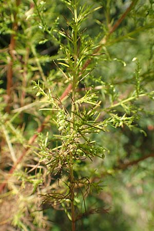 Artemisia scoparia / Redstem Wormwood, Virgate Sagebrush, D Offenburg 13.9.2019