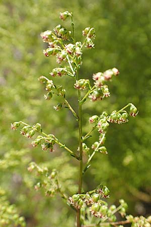 Artemisia scoparia, Besen-Beifu