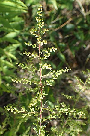 Artemisia scoparia / Redstem Wormwood, Virgate Sagebrush, D Offenburg 13.9.2019