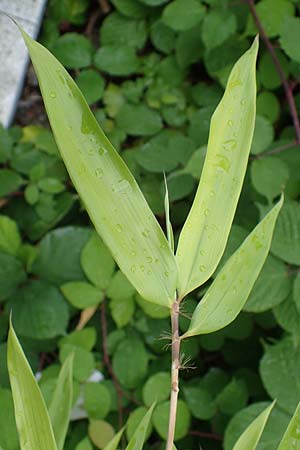 Phyllostachys bambusoides \ Groer Holz-Bambus / Giant Timber Bamboo, D Bochum 9.8.2021