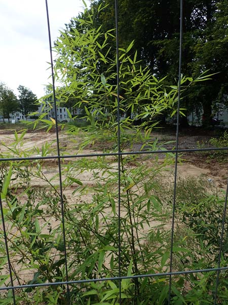 Phyllostachys bambusoides \ Groer Holz-Bambus / Giant Timber Bamboo, D Bochum 9.8.2021