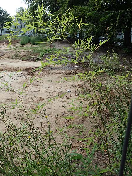 Phyllostachys bambusoides \ Groer Holz-Bambus / Giant Timber Bamboo, D Bochum 9.8.2021