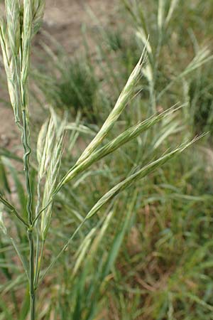 Bromus carinatus / Mountain Brome, California Brome, D Weinheim an der Bergstraße 15.6.2015