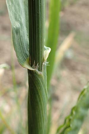 Bromus carinatus / Mountain Brome, California Brome, D Weinheim an der Bergstraße 15.6.2015