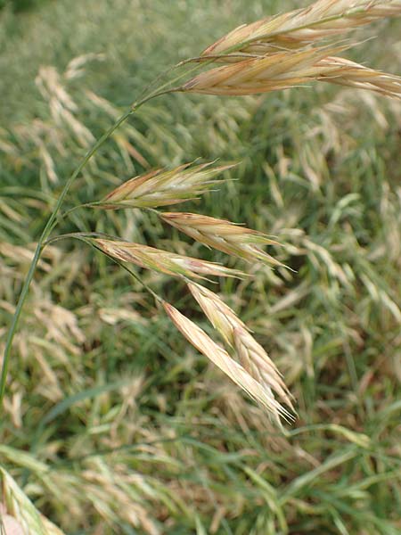 Bromus catharticus \ Purgier-Trespe, Pampas-Trespe / Rescue Brome, D Weinheim an der Bergstraße 15.6.2015