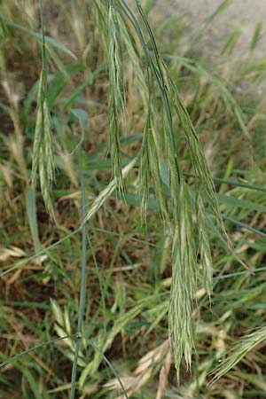 Bromus catharticus \ Purgier-Trespe, Pampas-Trespe / Rescue Brome, D Weinheim an der Bergstraße 15.6.2015