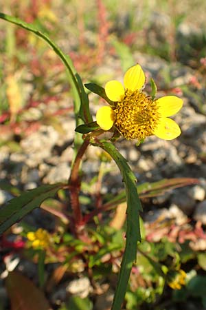 Bidens cernua \ Nickender Zweizahn, D Biblis 28.9.2015