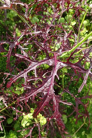 Brassica juncea \ Ruten-Kohl, Brauner Senf / Brown Mustard, Mustard Green, D Karlsruhe 3.10.2015