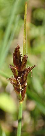 Blysmus compressus \ Platthalm-Quellried, Zusammengedrckte Quellbinse, D Pfronten 28.6.2016