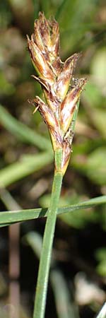 Blysmus compressus \ Platthalm-Quellried, Zusammengedrckte Quellbinse, D Pfronten 28.6.2016