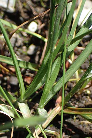 Blysmus compressus \ Platthalm-Quellried, Zusammengedrckte Quellbinse / Flat-Sedge, D Pfronten 28.6.2016