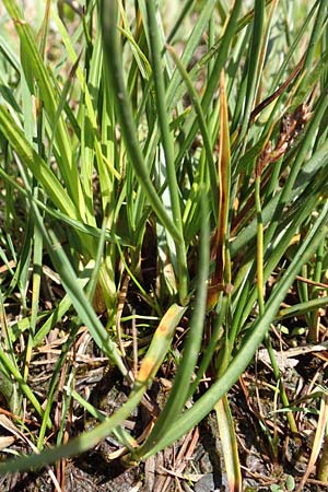 Blysmus compressus \ Platthalm-Quellried, Zusammengedrckte Quellbinse / Flat-Sedge, D Pfronten 28.6.2016