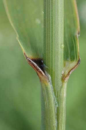 Bromus inermis \ Grannenlose Trespe, D Heidelberg 12.7.2017