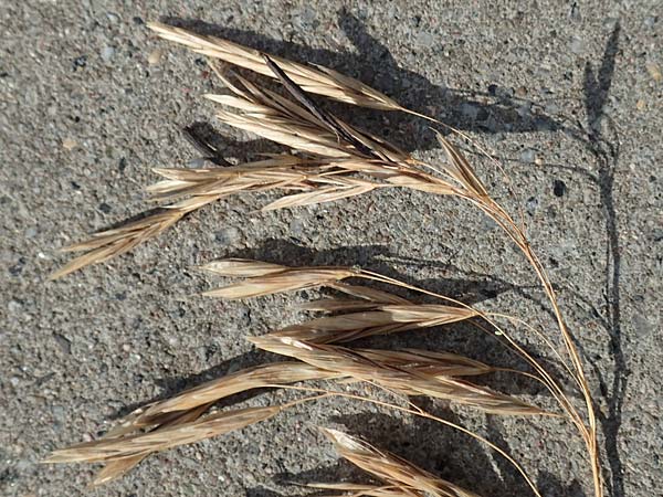 Bromus inermis \ Grannenlose Trespe, D Heidelberg 12.7.2017