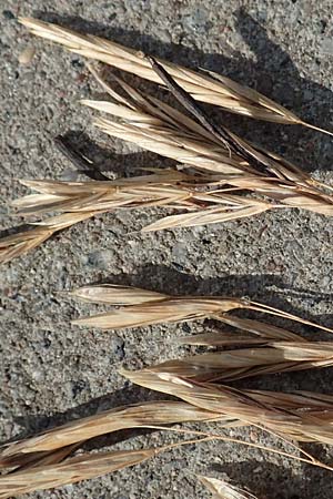 Bromus inermis \ Grannenlose Trespe, D Heidelberg 12.7.2017