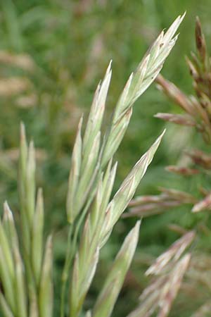 Bromus inermis \ Grannenlose Trespe, D Heidelberg 2.6.2018