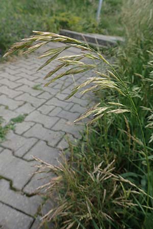 Bromus inermis \ Grannenlose Trespe, D Heidelberg 2.6.2018