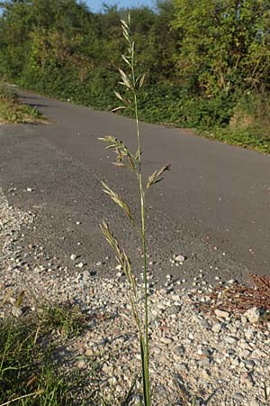 Festuca arundinacea \ Rohr-Schwingel, D Weinheim an der Bergstraße 30.9.2018