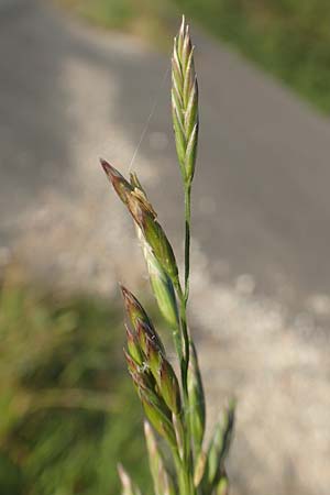 Festuca arundinacea \ Rohr-Schwingel, D Weinheim an der Bergstraße 30.9.2018