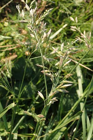 Festuca arundinacea \ Rohr-Schwingel / Tall Fescue, D Weinheim an der Bergstraße 30.9.2018