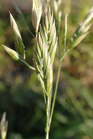 Festuca arundinacea \ Rohr-Schwingel, D Weinheim an der Bergstraße 30.9.2018