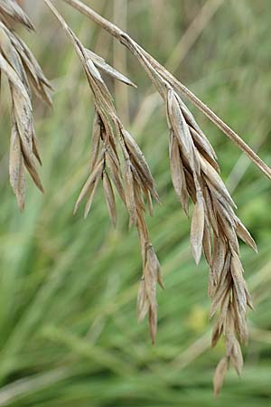 Bromus catharticus ? \ Purgier-Trespe, Pampas-Trespe / Rescue Brome, D Weinheim an der Bergstraße 9.8.2019