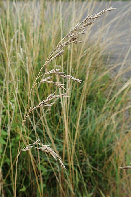 Bromus catharticus ? \ Purgier-Trespe, Pampas-Trespe / Rescue Brome, D Weinheim an der Bergstraße 9.8.2019