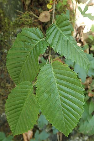 Carpinus betulus \ Hain-Buche, Wei-Buche, D Dillenburg-Donsbach 21.6.2020