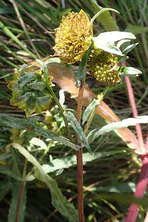 Bidens cernua \ Nickender Zweizahn, D Burghaun 8.9.2020