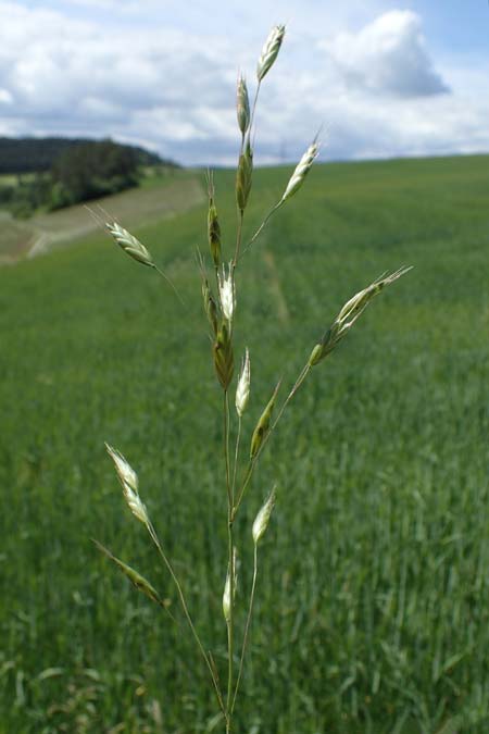 Bromus commutatus \ Wiesen-Trespe, Verwechselte Trespe / Meadow Brome, D Hardheim 28.5.2022