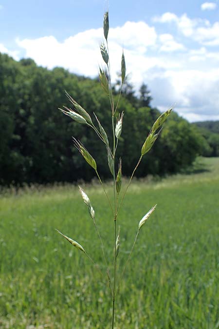 Bromus commutatus \ Wiesen-Trespe, Verwechselte Trespe / Meadow Brome, D Hardheim 28.5.2022