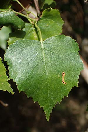 Betula pubescens / Downy Birch, D Eifel, Blankenheim 19.6.2022