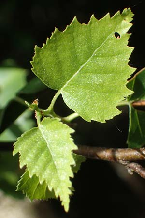 Betula pubescens / Downy Birch, D Eifel, Blankenheim 19.6.2022