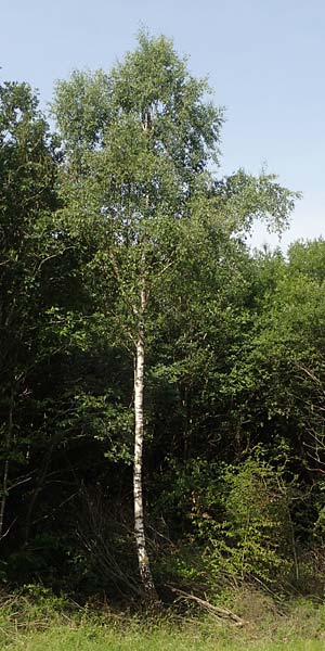 Betula pubescens / Downy Birch, D Eifel, Blankenheim 19.6.2022