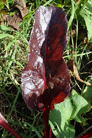 Beta vulgaris subsp. cicla \ Mangold, D Römerberg 6.10.2022