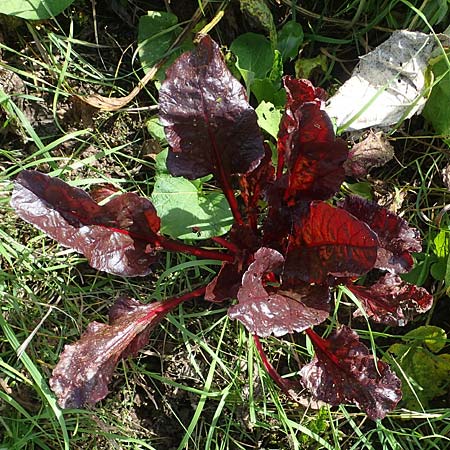 Beta vulgaris subsp. cicla \ Mangold / Leaf Beet, Spinach Beet, D Römerberg 6.10.2022