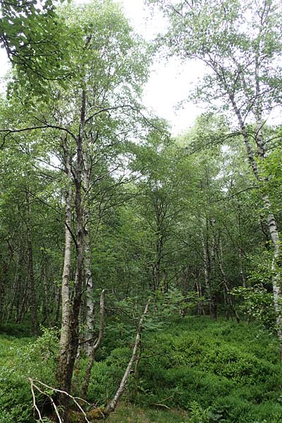 Betula carpatica / Carpathian Birch, D Rhön, Rotes Moor 21.6.2023