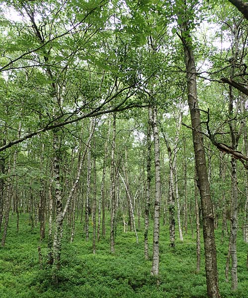 Betula carpatica \ Karpaten-Birke / Carpathian Birch, D Rhön, Rotes Moor 21.6.2023