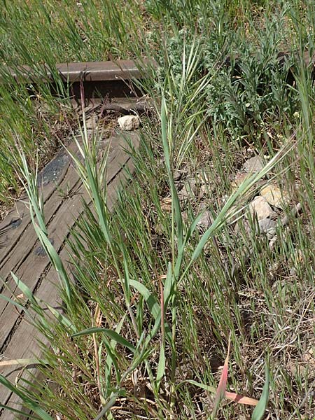 Bromus diandrus \ Grohrige Trespe / Great Brome, D Mannheim 5.5.2019