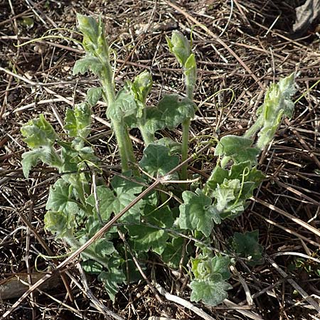 Bryonia dioica \ Rotfrchtige Zaunrbe, D Neuleiningen 13.3.2020