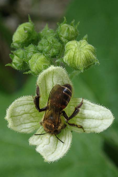 Bryonia dioica \ Rotfrchtige Zaunrbe, D Rauenberg 14.5.2023