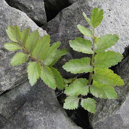 Berula erecta \ Aufrechte Bach-Berle, Aufrechter Merk / Lesser Water Parsnip, D Germersheim-Lingenfeld 28.7.2007